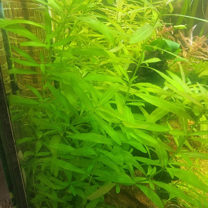 hygrophila polysperma plante aquarium