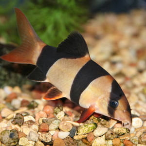 Poisson loche clown 13 cm