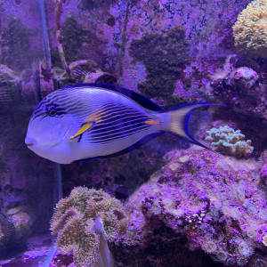 Acanthurus Sohal