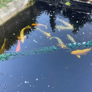 Differentes carpes koi