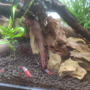 Neocaridina red rili