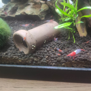 Neocaridina red rili