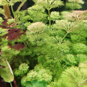 Plantes aquarium