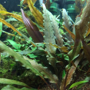 Vend lot de 5 plants de cryptocoryne undulata