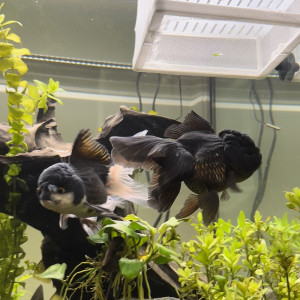 Oranda noir/panda