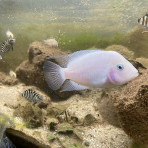 Je donne mon couple de Cichlidés Nigros avec leurs enfants ils sont 12 en tout car ils ne tiennent plus dans mon 60L.