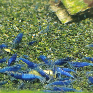 Crevette neocaridina davidi blue velvet