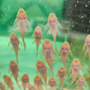Vends ancistrus gold albinos nés dans mon aquarium