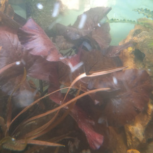 Nymphea Lotus - Joli nénuphar rouge à mettre au centre de l'aquarium