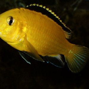 Poissons divers
