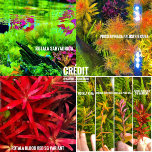 Plante d’aquarium / aquascaping / rare / aquatique