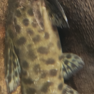 Synodontis