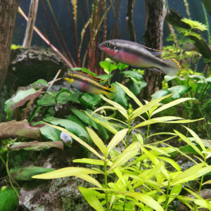 Pelvicachromis pulcher pelmatos alevins