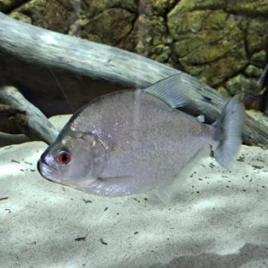 Piranha serrasalmus Geryi