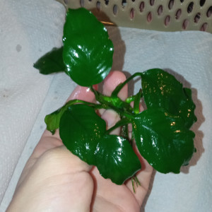 Anubias barteri nana