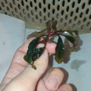 Bucephalandra sp. 'Red'