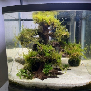 Aquarium 20 litres complet avec décor (sans poissons ni crevettes)