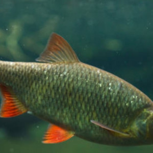 Gardon aquarium ou bassin