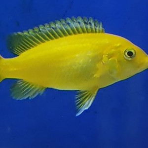 labidochromis careuleus sp" ruarwe"