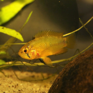 Don apistogramma borelli femelle