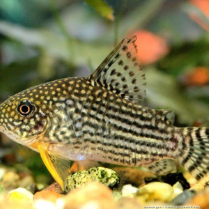 Don corydoras sterbai