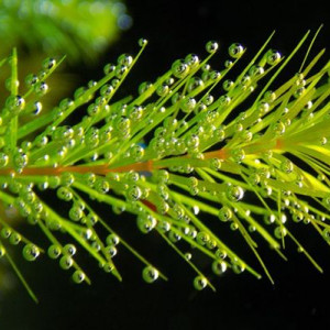 Plante flottante ceratophyllum demersum