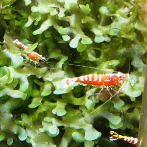 Crevettes Galaxy Fishbone red