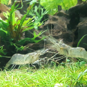 Crevettes macrobrachium