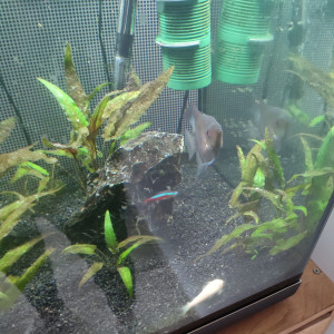 1 Scalaire - 1 tetra - 1 corydoras