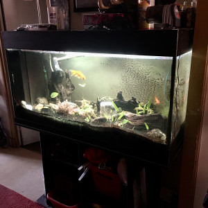 Aquarium 400 litres avec meuble, décor et accessoires