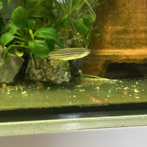 Jeune danio