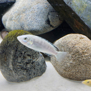Labidochromis caeruleus nkhata bay F1