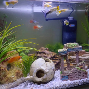 Vente Aquarium 60L avec des Guppys et des Platys