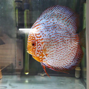 Discus