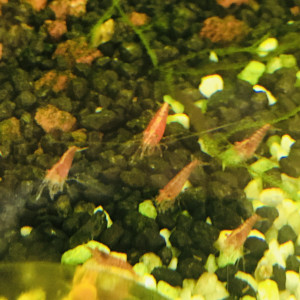 Neocaridina red cherry