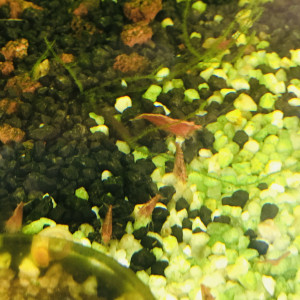 Neocaridina red cherry