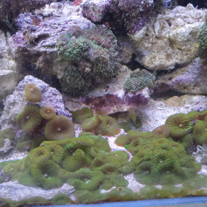 coraux mous sur pierre
