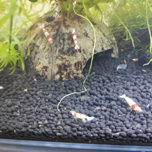 Crystal red pur red Line disponible