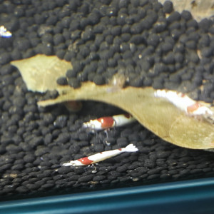 Crystal red pur red Line disponible