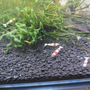Crystal red pur red Line disponible