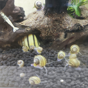 Escargots asolene spixi