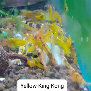 Caridina yellow King Kong