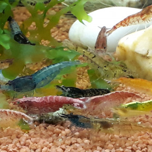 Lot  20 crevettes rouges ,bleues ,oranges etc