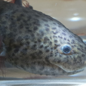 Danièle Axolotl