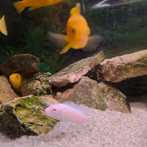 cichlidé albinos
