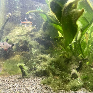 Population Aquarium