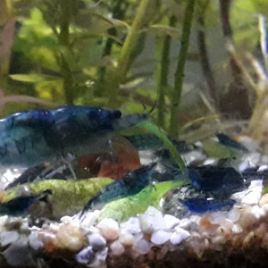 Lot de crevettes Neo Caridina Blue