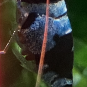 Caridina taitibee panda blue shadow