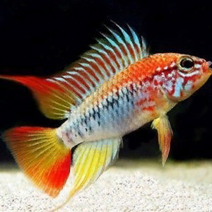 Poissons cichlides nains apistogramma