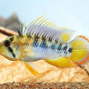 Poissons cichlides nains apistogramma